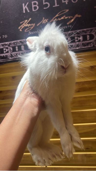 Кролик декоративный