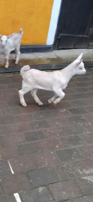 Doua ieduțe si un ied