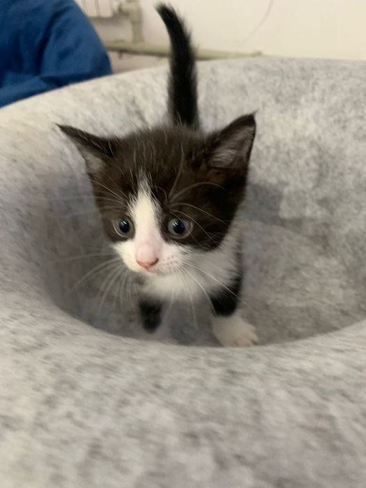 Отдаю в хорошие руки