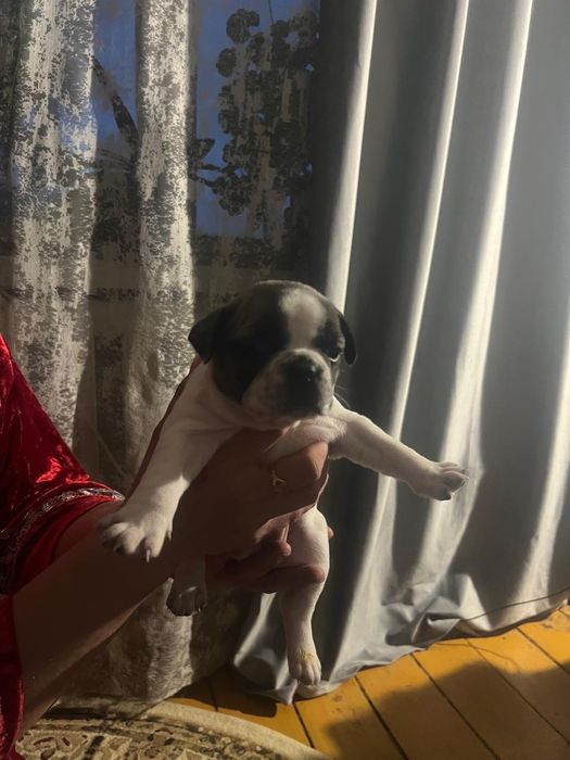 Французский бульдог