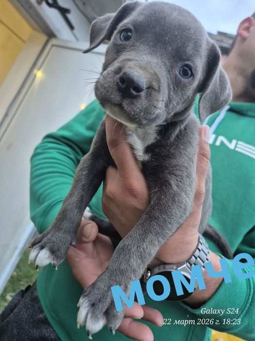 Малки чистокръвни сиви Питбули