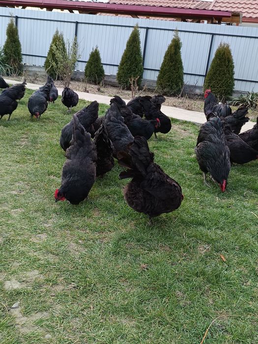 Ouă de australorp negru