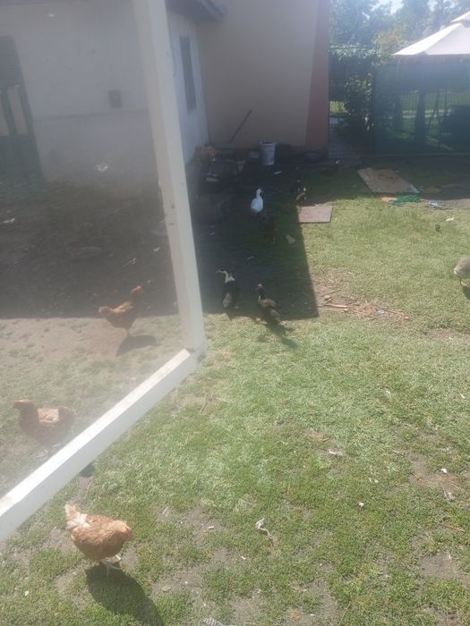 Rațe si rătoi...cocoși pentru taiat