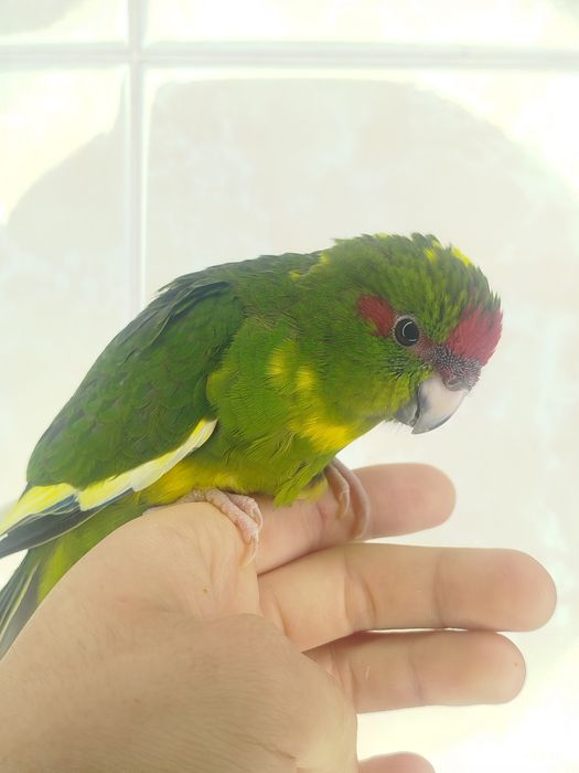 Ручной попугай какарик