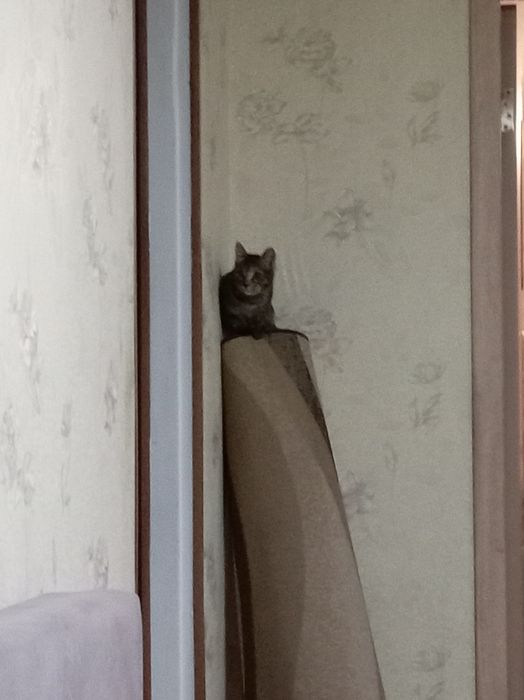 Потерялось кошка