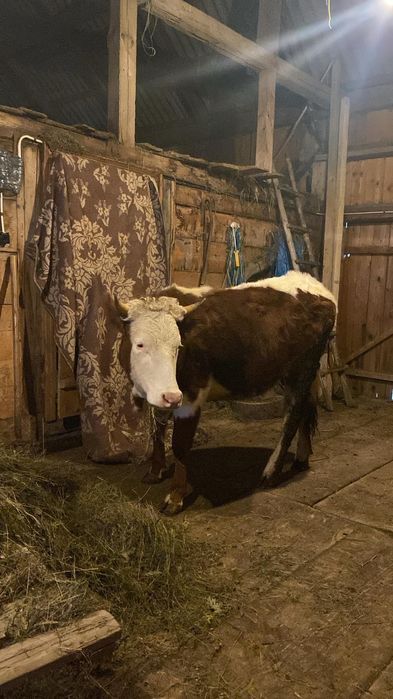 Vând junca bălțată,