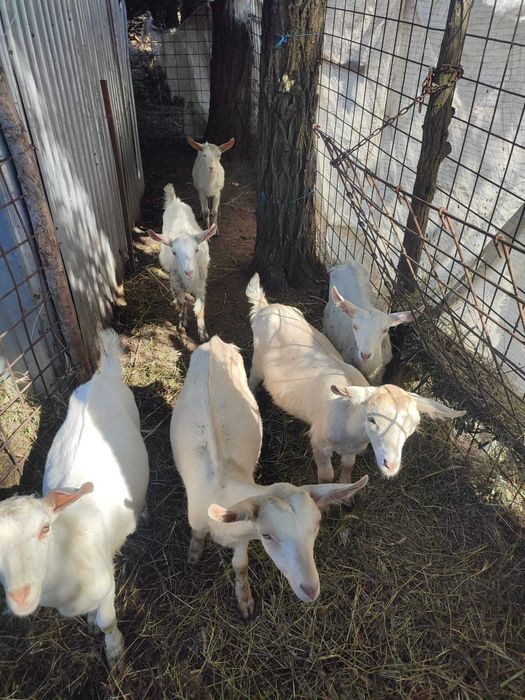 Vând 3 iede și 2 capre,  rasa Saanen