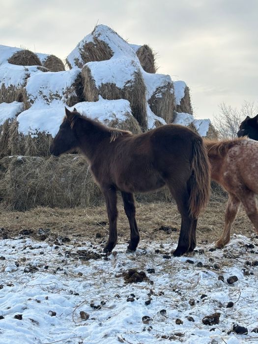 жабагы сатылады .