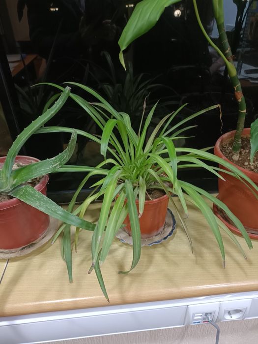 Продам цветы,три штуки на сто тысяч, любые