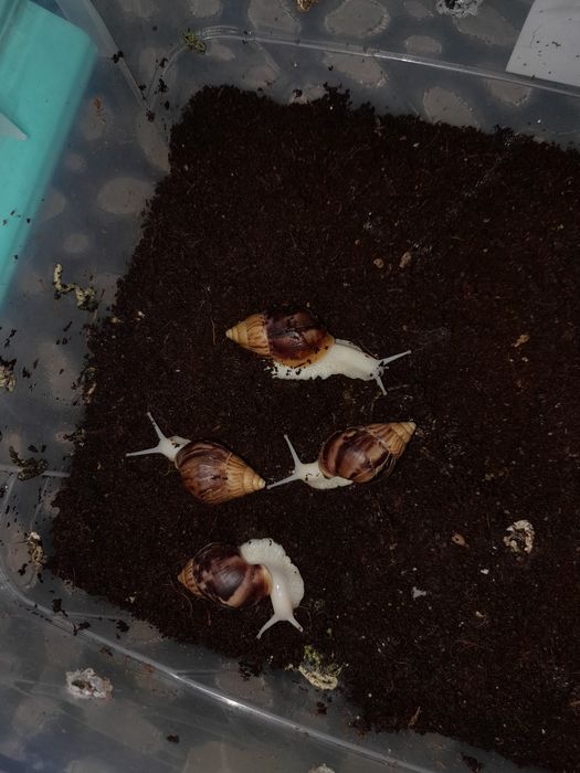 Ulitka axatina fulika