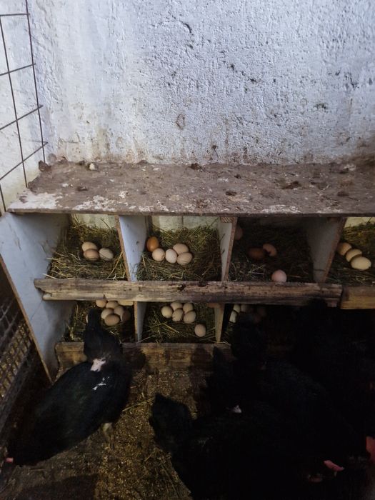 Gaini ouătoare moravia