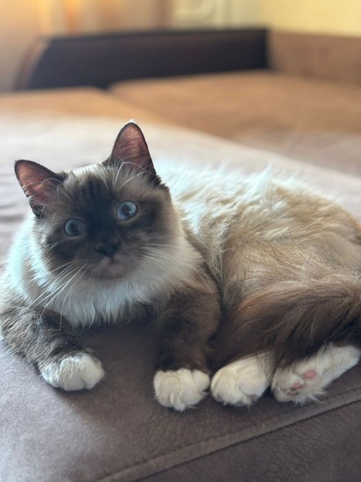 Сиамский кострированный кот