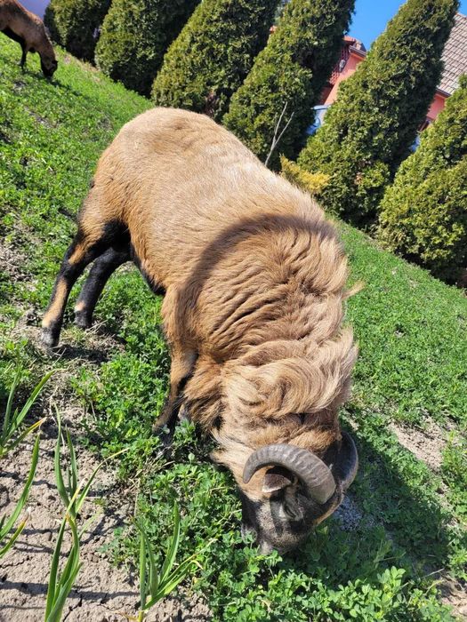 Berbec de camerun de vanzare !