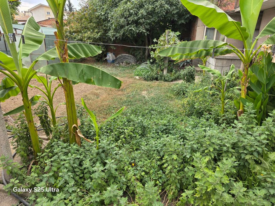 бананови палми Муса Баджо