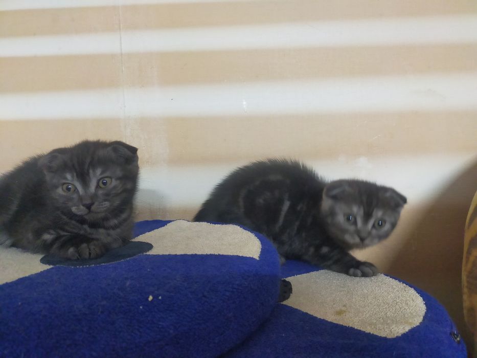 Продам Шатландских котят