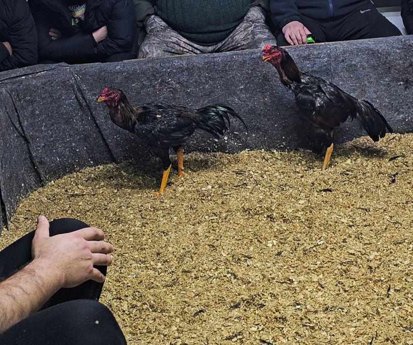 Дакан бойцовая птица