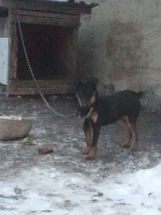 Продам щенок Ягдтерьер