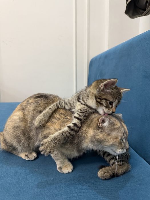 кошка и котенок бесплатно