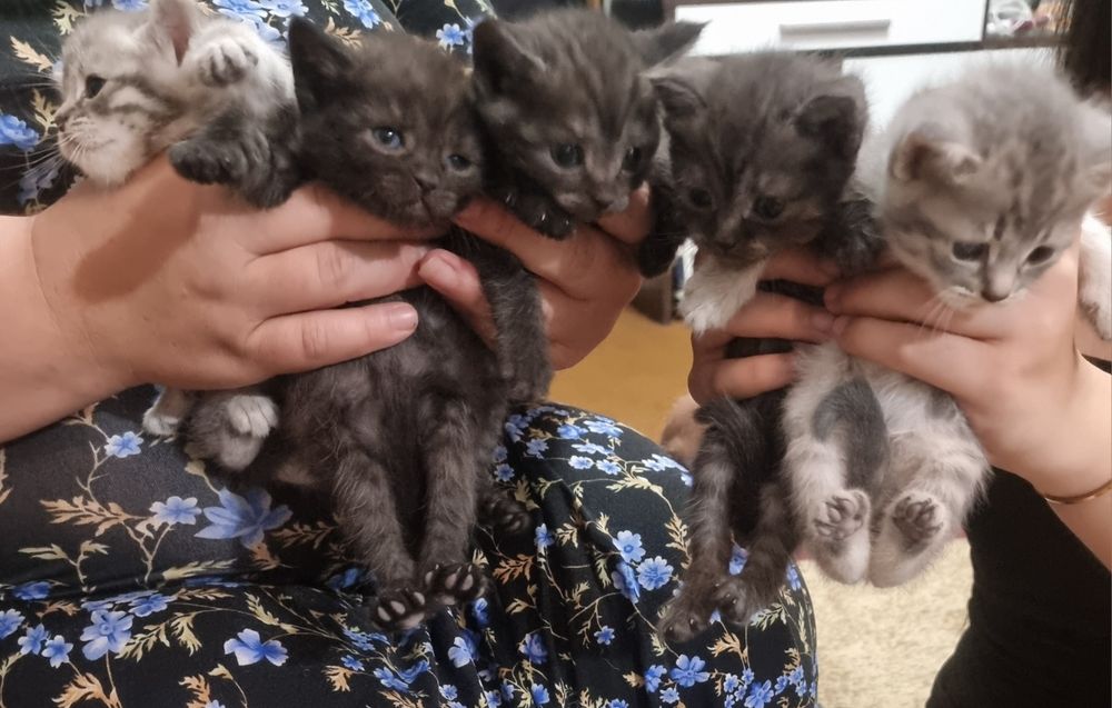 Котята скотш страйт