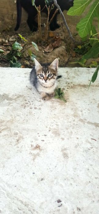 Подарявам котенца