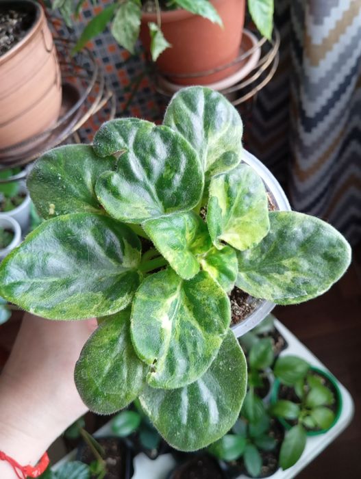 Продам растения комнатные