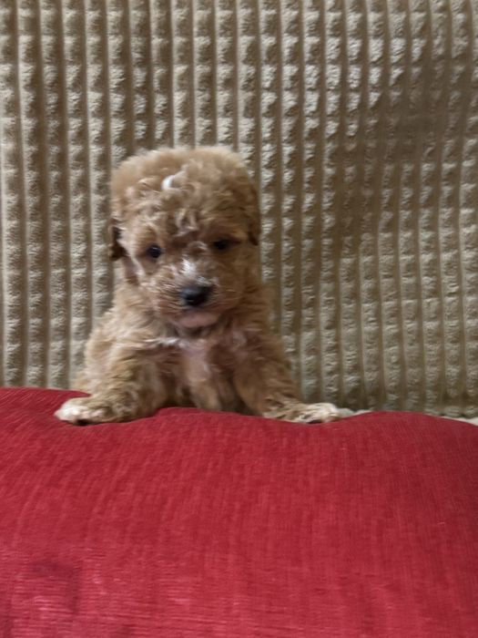 Малки сладки изкушения