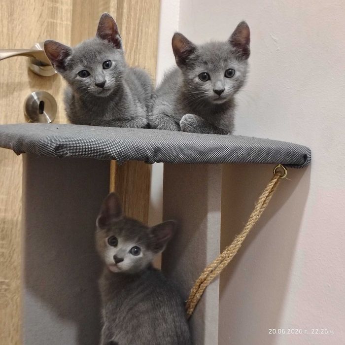 Руска синя котка - породиста