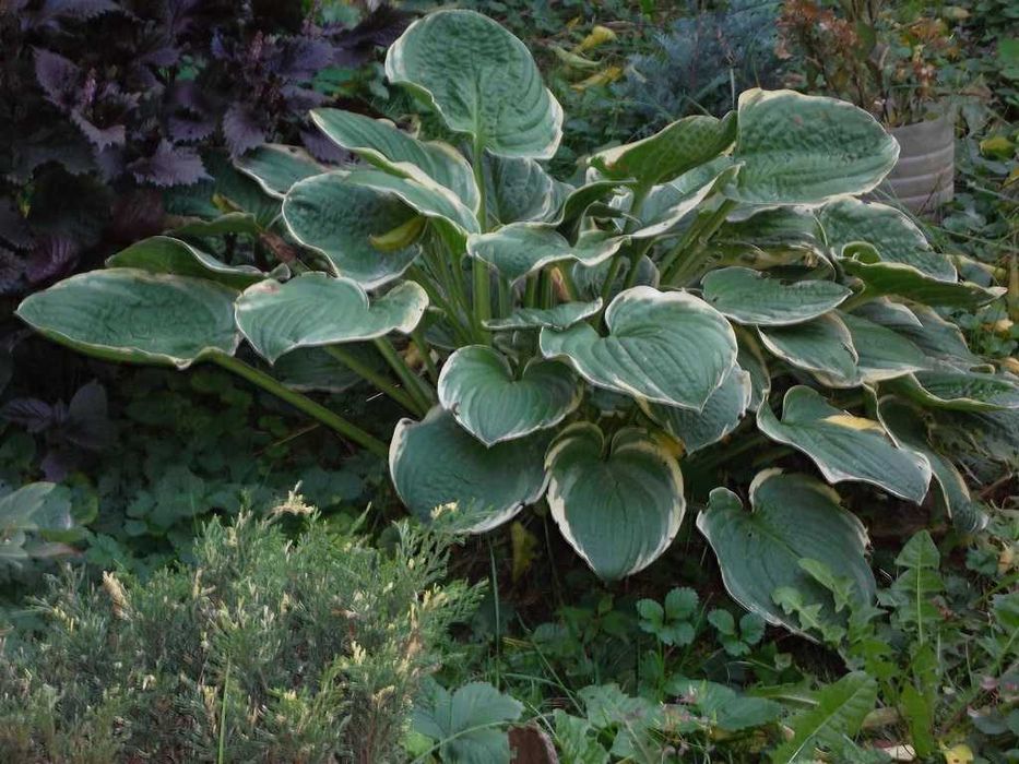 Клематисы разные подрощенные