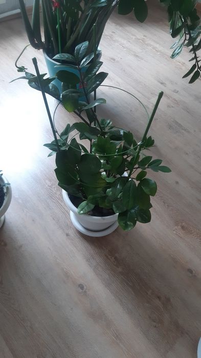 Цветы замиокулькас