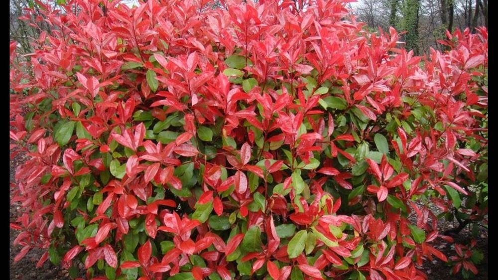 Фотиния литъл ред робин