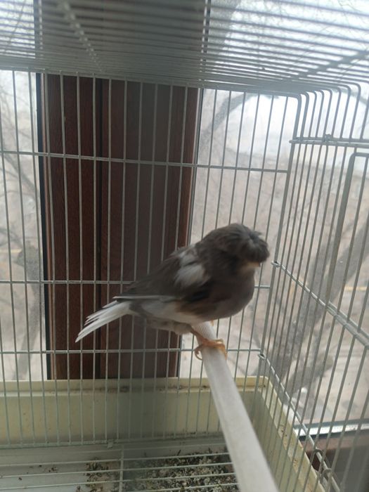 Канарейка  Глостер