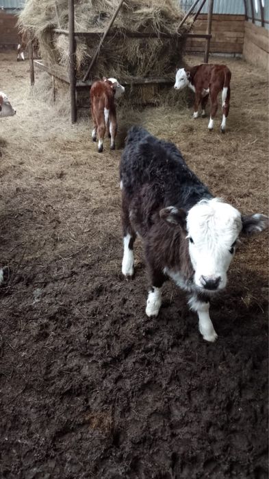 Продажа коров или обмен