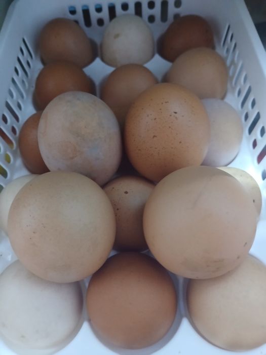 Vand oua găină si prepelita.