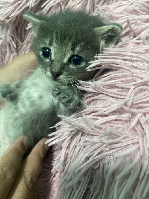 Британски кошкии