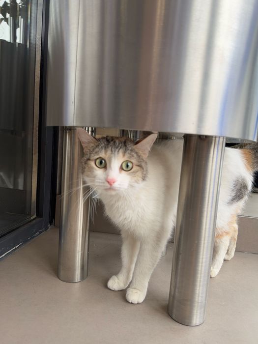 Кошка ТАСЯ ищет семью. Стерилизованв