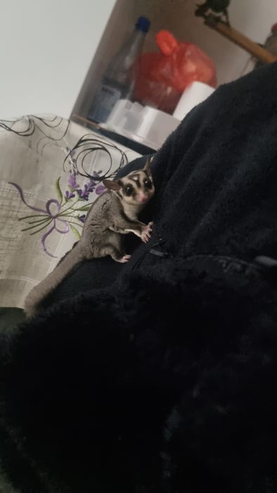 Veverițe zburătoare sugar glider