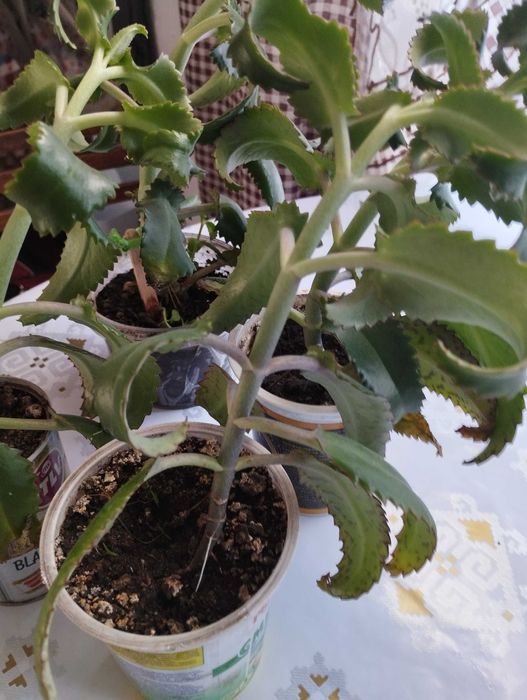 Продам Каланхоэ, район Саяхата.