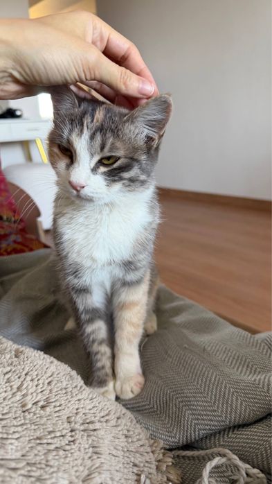 Кошечка ищет дом