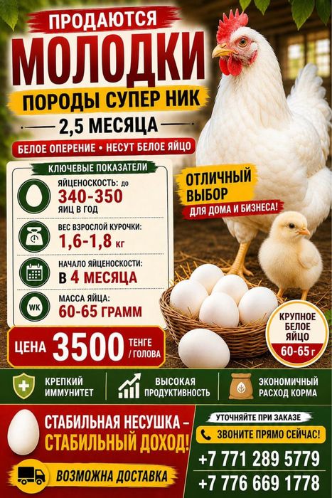 Молодка 3х месячная
