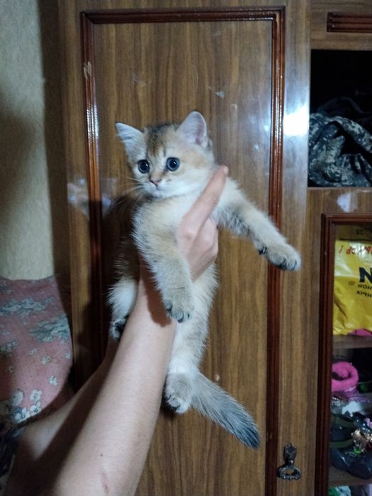 Продаётся британская золотая шиншилла девочка.