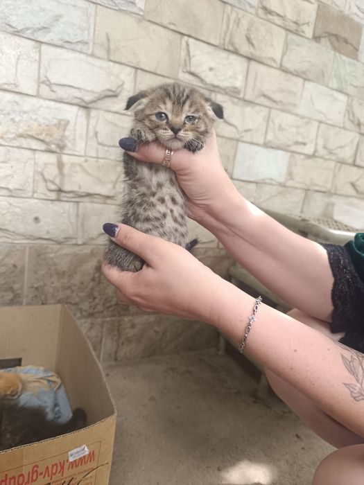 Животные котята пк