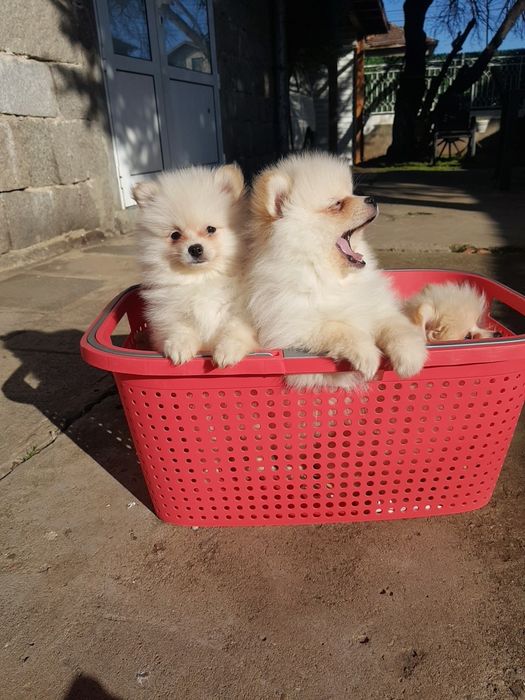 Померан померани Гр. София