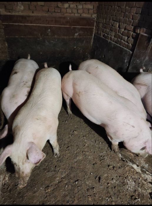 Прасета готови за клане