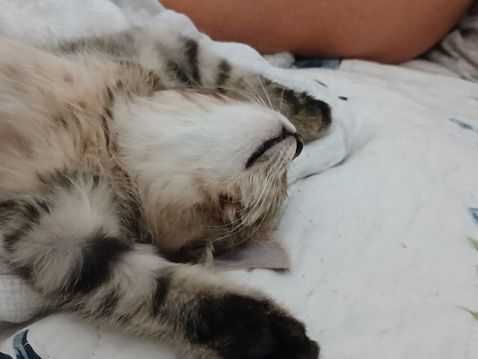 Котёнок  бесплатно