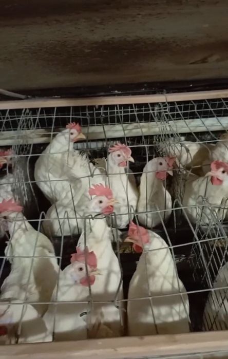 Тугадиган ёш товуклар сотилади