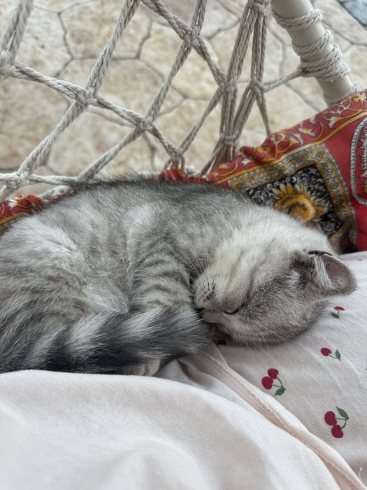 Кот бритаской породы