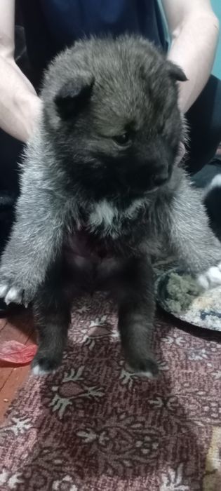 Продам щенков лайки