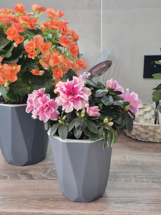 Продам комнатные растения