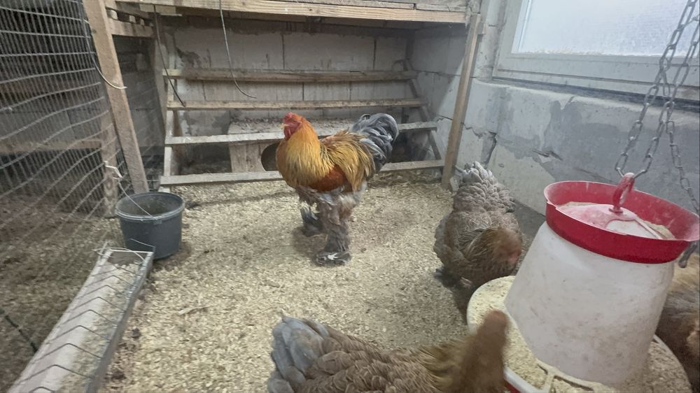 Vand gaini rasa brahma