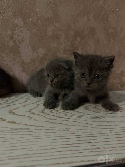 Очаровательные Scottish котята Silver Shaded